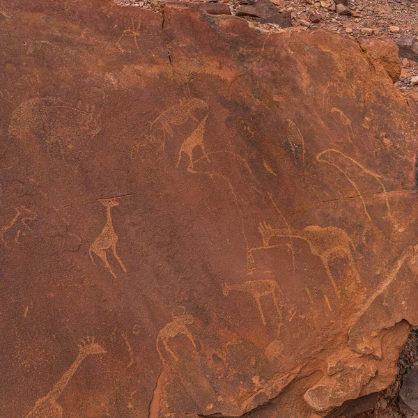 Prehistoric Bushman engravings, rock paintings at Twyfelfontein, Namibia, painted animals of Africa on stone, Damaraland  Buschmann paintings