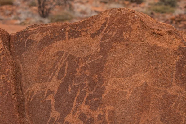 Prehistoric Bushman engravings, rock paintings at Twyfelfontein, Namibia, painted animals of Africa on stone, Damaraland  Buschmann paintings