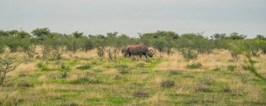 Namibya 'daki Etosha Ulusal Parkı' nda çalıların arasında yürüyen siyah bir kadın gergedan.
