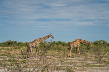 Zürafalar, zürafalar, zürafalar... Namibya 'daki Etosha Ulusal Parkı' ndaki çayırlardan geçiyorlar.