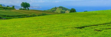 Portekiz 'in Azores adasındaki Sao Miguel adasında yeşil renkli çay fabrikası çiftliği üzerindeki panorama.