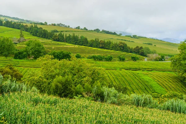 tea factory plantation in green summer colours on Sao Miguel island of Azores, Portugal