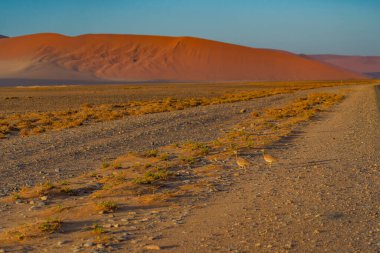 Ruppell 'in Korhaan' ı Sossusvlei yolunda, arka planda kum tepeleri, Namib Naukluft Çölü, Namibya