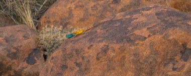 Namib-Naukluft-Nationalpark 'taki bir kayanın üzerinde oturan mavi kafalı Rock Agama