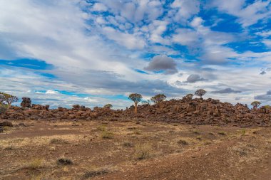 Titrek ağaçlar ılık ışıkta, arka planda mavi gökyüzü güzel bulutlarla Keetmanshoop, Namibya 'da