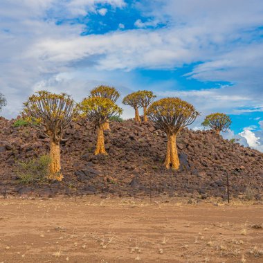 Quiver trees in warm light, background blue sky with beautiful clouds at Keetmanshoop, Namibia clipart