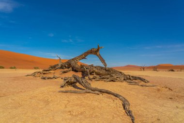 Deadvlei, Sossusvlei, Namib-Naukluft Ulusal Parkı, Namibya, arka plan mavi gökyüzü