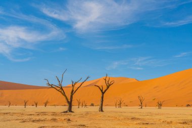 Dead camelthorn trees and red dunes in Deadvlei, Sossusvlei, Namib-Naukluft National Park, Namibia, background blue sky clipart