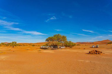Deadvlei Sossusvlei 'nin park yeri büyük kumullarla çevrili. Kırmızı kum. Panoramik manzara. Namibya.