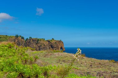 Atlantik Okyanusu 'ndaki azorina çiçeğine bakın, Sao Miguel, mavi gökyüzü ile Azores
