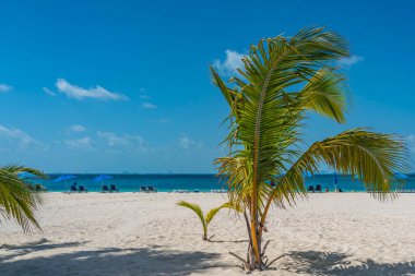 Isla Mujeres 'de genç palmiye ağaçları olan beyaz kumsal. Cancun, Meksika