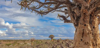 African panorama landscape with Quivertree forest and granite rocks with dramatic sky. Keetmanshoop Namibia clipart