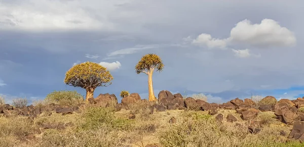 African Panorama Landscape Quivertree Forest Granite Rocks Dramatic Sky Keetmanshoop — Stock Photo, Image