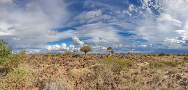 Paysage Africain Avec Forêt Quivertree Rochers Granit Avec Ciel Dramatique — Photo
