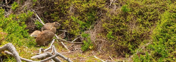 Cape Town, Güney Afrika yakınlarındaki Boulder 's Beach' te çekilmiş bir kaya dassie görüntüsü..