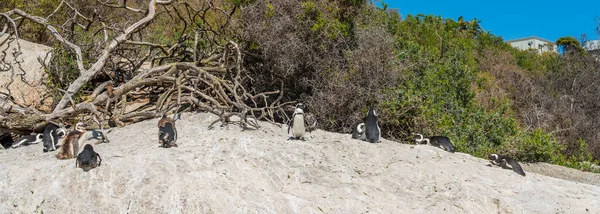 Afrikai Pingvin Boulders Beach Közelében Simons Town Cape Peninsula Dél — Stock Fotó