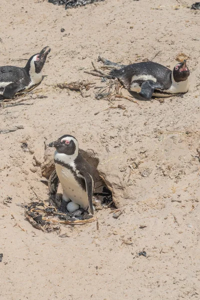 Afrikanska Pingvinen Vid Boulders Beach Nära Simons Town Kaphalvön Sydafrika — Stockfoto