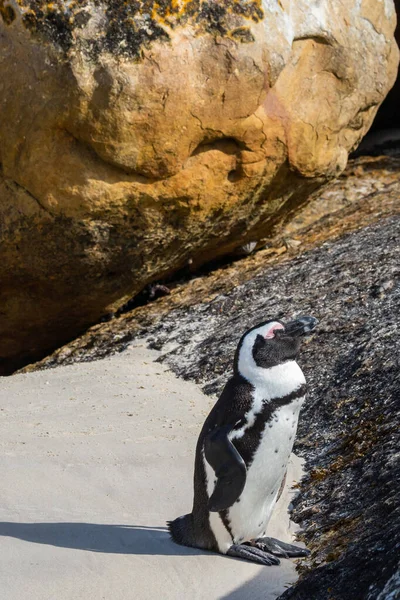 Единственный Пингвин Оставшийся Между Скал Boulders Beach Кейптаун Южная Африка — стоковое фото