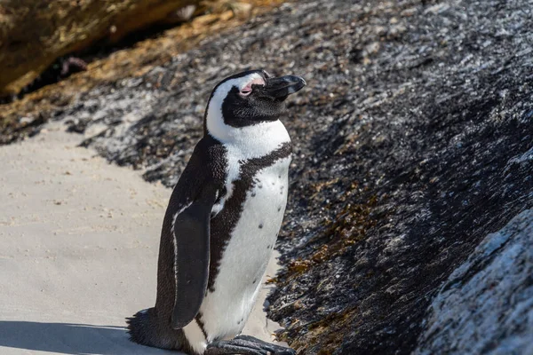 Uma Única Estadia Pinguim Entre Rochas Boulders Beach Cidade Cabo — Fotografia de Stock