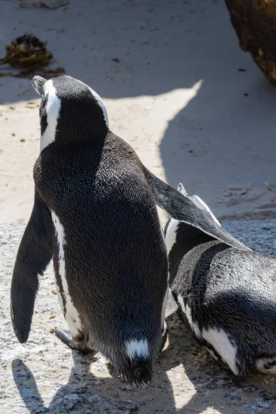 Alguns Pinguins Africanos Ficam Juntos Praia Dos Pedregulhos Cidade Cabo — Fotografia de Stock