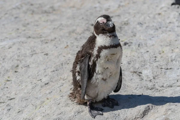 Pinguim Africano Durante Estadia Muda Areia Boulders Beach Cidade Cabo — Fotografia de Stock