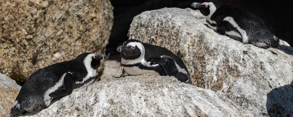 Панорама Пары Африканских Пингвинов Лежат Вместе Пляже Боулдерс Скале Смотрят — стоковое фото