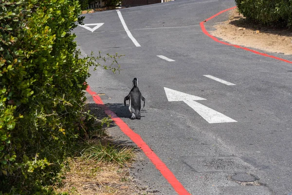 Ein Einzelner Pinguin Läuft Die Straße Entlang Felsstrand Südafrika — Stockfoto