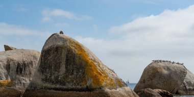 Penguen, Simonstown, Batı Burnu, Güney Afrika 'daki Boulder Sahili' nde bir kayanın üzerinde oturuyor.