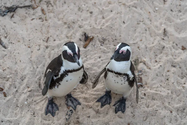 Pár Tučňáků Pobyt Boulders Beach Blízkosti Simons Town Kapském Poloostrově — Stock fotografie