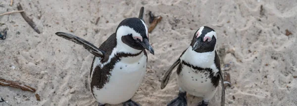 几只企鹅的全景在南非开普敦Simons镇附近的Boulders海滩停留 — 图库照片