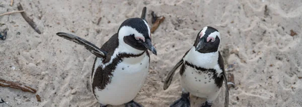 Panorama Casal Pinguins Ficar Boulders Beach Perto Simons Town Península — Fotografia de Stock