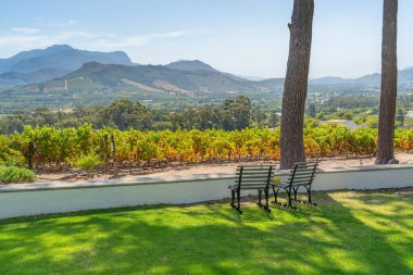 Güney Afrika, Franschhoek 'in üzüm bağlarının üzerinde iki boş sandalye.