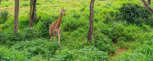 Jung Girafa Caminhando Prado Verde Giraffe Center Nairobi Quênia — Fotografia de Stock