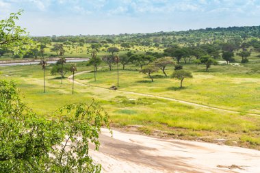 Tarangire Ulusal Parkı 'ndaki orman ve kuru nehir manzarası. Tanzanya Ulusal Parkı 'nda cip arabası safarisi. 