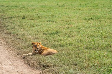 Aslan Ngorongoro Koruma Merkezi krateri, Tanzanya. Afrika vahşi yaşamı