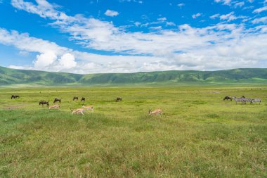 Springboks ve arka planda Zebralar ve bir antilop sürüsü. Ngorongoro Koruma Merkezi, Krater. Tanzanya