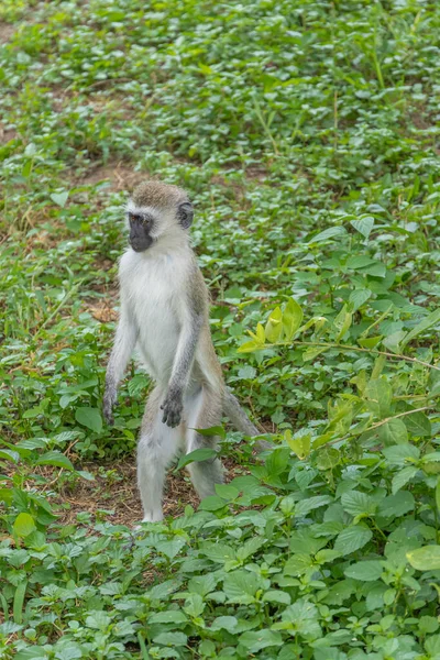 Scimmia Vervet Sta Cercando Cibo Nel Parco Nazionale Tarangire Tansania — Foto Stock