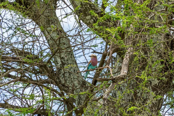 Lilac Breasted Roller Empoleirado Uma Filial Acácia Parque Nacional Tarangire — Fotografia de Stock