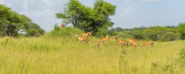 Belo Retrato Impalas Parque Nacional Tarangire Tanzânia — Fotografia de Stock