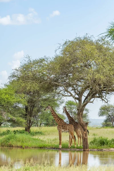 Duas Girafas Savana Parque Nacional Tarangire Fundo Árvores Arbustos Verticais — Fotografia de Stock