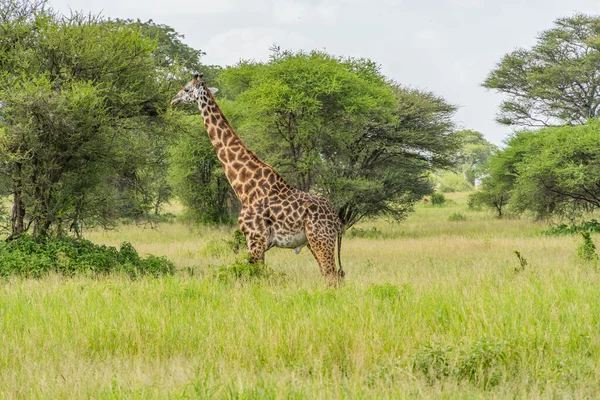 Girafas Savana Parque Nacional Tarangire Fundo Árvores Arbustos Contra Céu — Fotografia de Stock