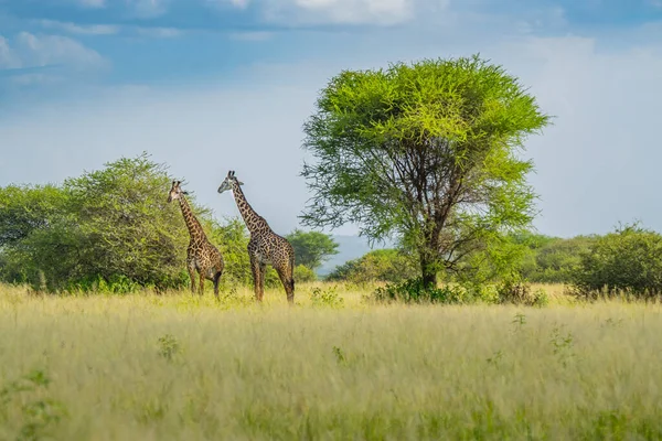 Duas Girafas Savana Parque Nacional Tarangire Fundo Grande Verde Árvores — Fotografia de Stock