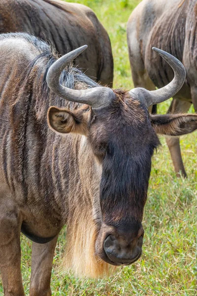 Vertikální Zblízka Gnu Consevation Centre Ngorongoro Crater Tanzanie — Stock fotografie