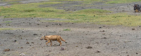 Chacal Caminhando Área Conservação Ngorongoro Tanzânia — Fotografia de Stock