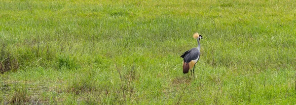 Panorama Crowned Cranes Background Green Grass Ngorongoro Conservation Area Crater — Stock Photo, Image