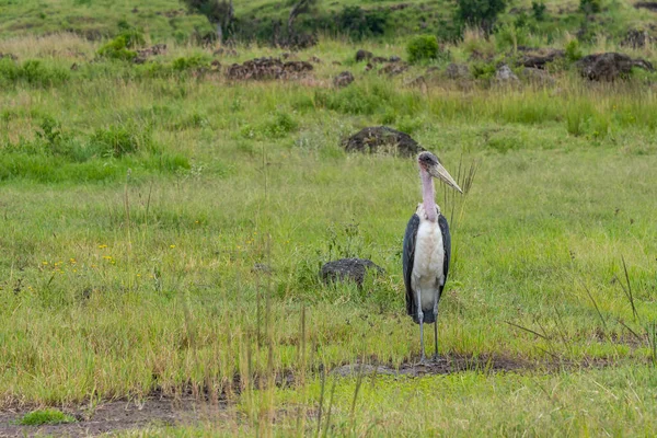 Afrykańskie Ptaki Bocian Marabou Obszarze Chronionym Ngorongoro Tanzania — Zdjęcie stockowe