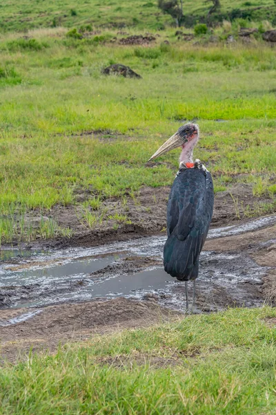 Κάθετη Εικόνα Από Stork Marabou Στο Ngorongoro Conservation Area Τανζανία — Φωτογραφία Αρχείου