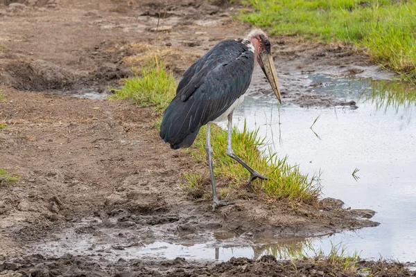 Stork Marabou Lado Água Área Conservação Ngorongoro Tanzânia — Fotografia de Stock