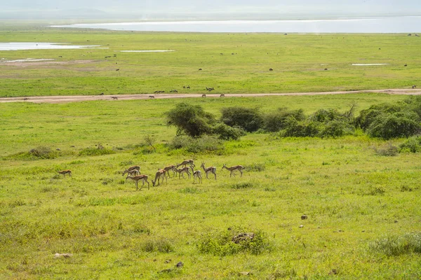 Vista Sobre Ngorongoro Conservation Area Com Springboks Fundo Lago Tanzânia — Fotografia de Stock