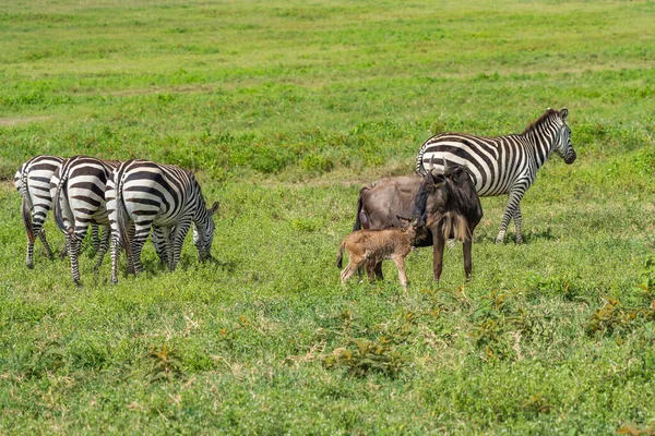 Gnus Oder Gnus Mit Frisch Geborenem Baby Und Zebra Ngorongoro — Stockfoto
